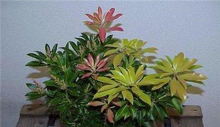 彩叶马醉木