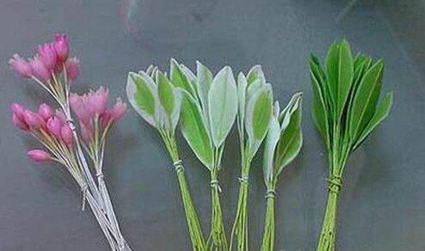 马醉木有哪些品种