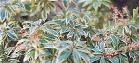 斑叶马醉木