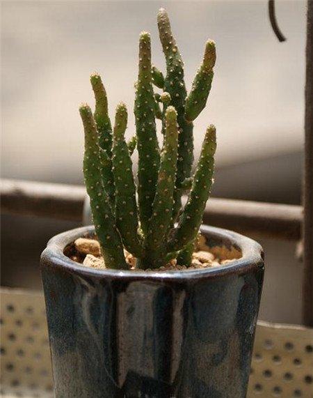 姬珊瑚种植方法