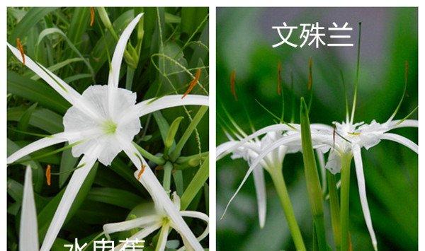 水鬼蕉和文殊兰的区别
