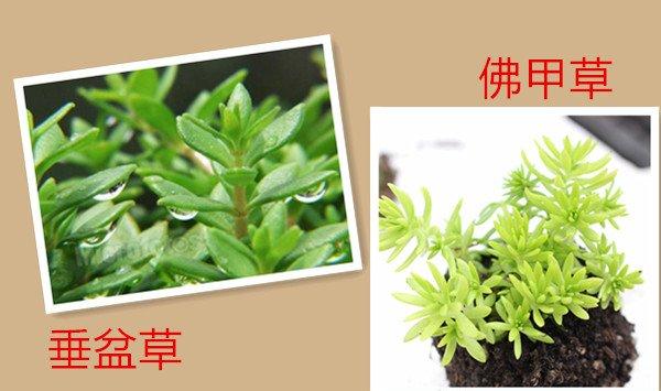 垂盆草与佛甲草的区别
