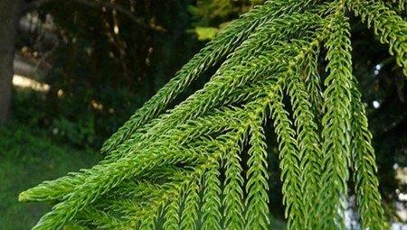 南洋杉的养殖方法