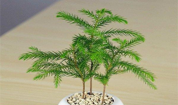 南洋杉的养殖方法和注意事项