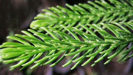 南洋杉养殖的注意事项