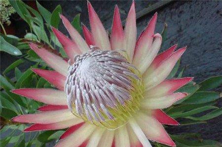 帝王花相关品种