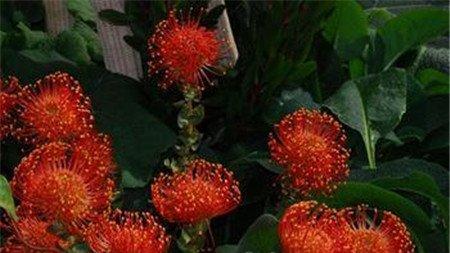 帝王花相关品种