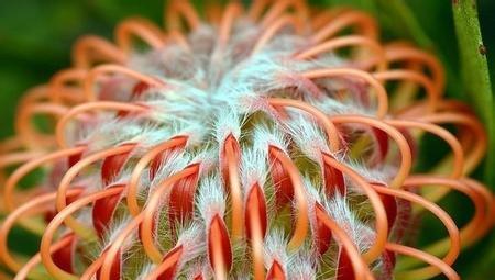 帝王花相关品种