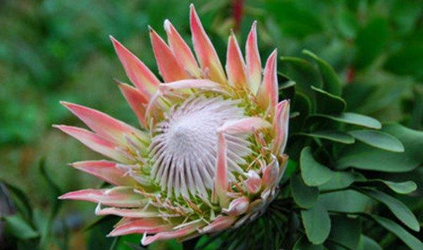 帝王花的相关品种