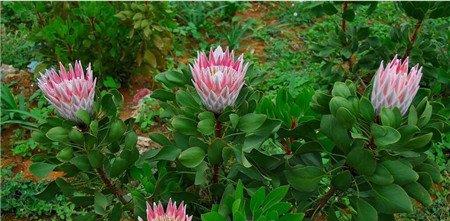 帝王花家养注意事项