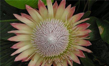 帝王花的养殖方法