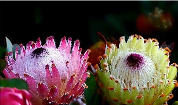 帝王花的养殖方法和注意事项