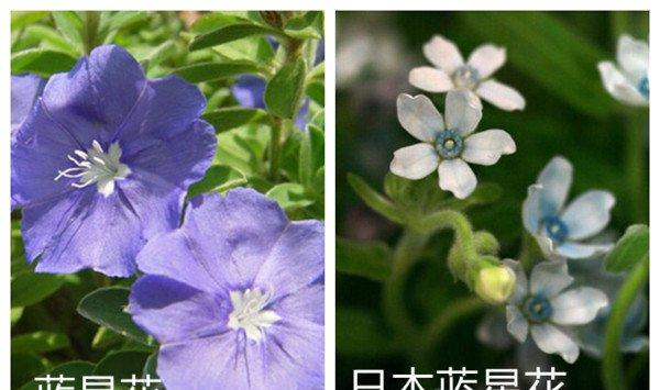 蓝星花和日本蓝星花的区别