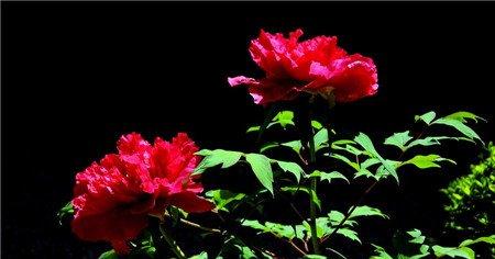 牡丹花的修剪方法 牡丹花的修剪方法
