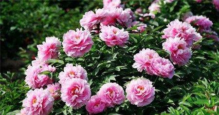 牡丹花的施肥方法 牡丹花的施肥方法