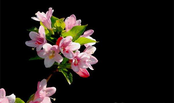 锦带花品种大全