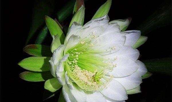 量天尺什么时候开花