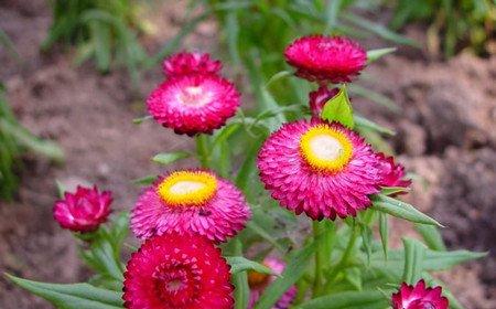 麦秆菊的花期 麦秆菊的花期