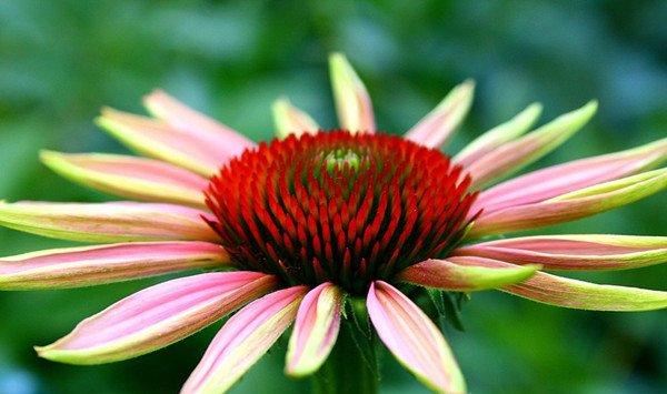 松果菊的养殖方法和注意事项