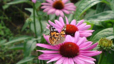 松果菊养殖的注意事项