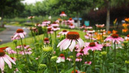 松果菊的养殖方法