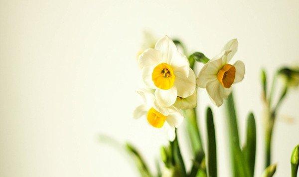 家庭养花之居室养花“三宜”