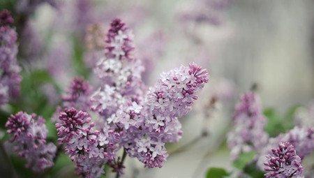 居室宜养能分泌杀菌素的花卉