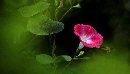 居室宜养吸毒能力强的花卉