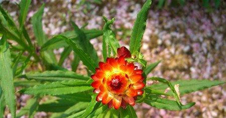 麦秆菊的养殖方法 麦秆菊的养殖方法
