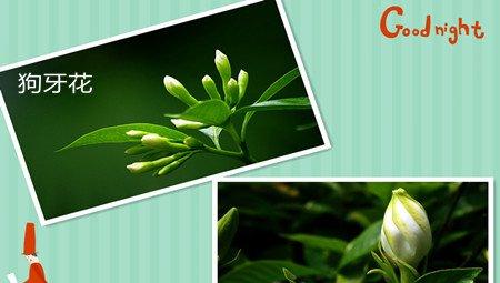 狗牙花和栀子花的不同 狗牙花和栀子花的不同