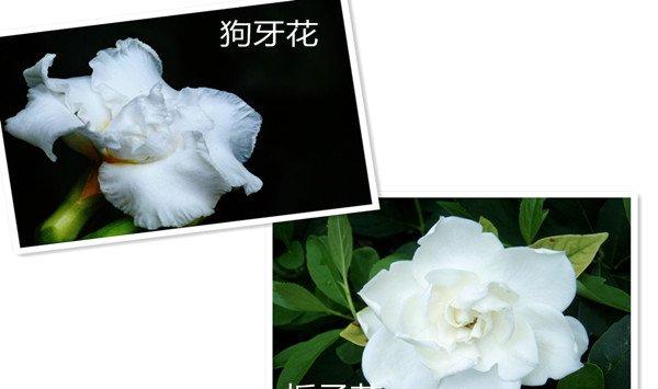 狗牙花和栀子花的区别
