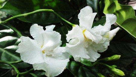 狗牙花养殖的注意事项