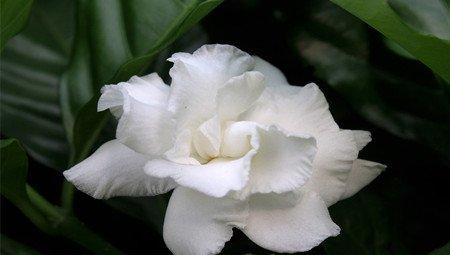 狗牙花的养殖方法