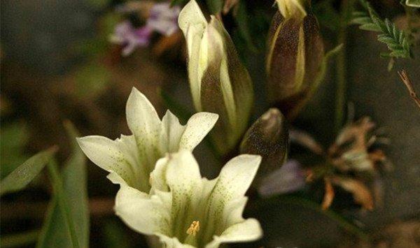 嚏根草的主要品种