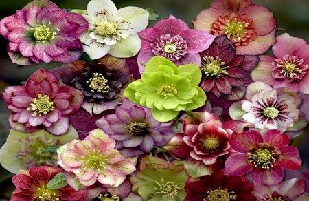 嚏根草的养殖注意事项