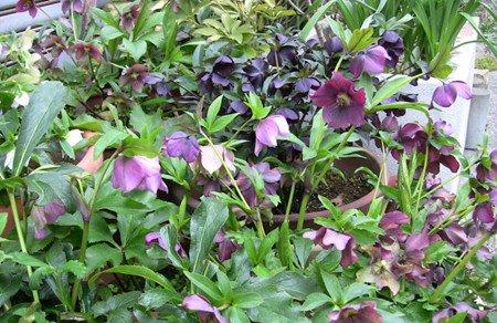 嚏根草的养殖方法