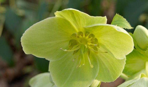 嚏根草的养殖方法和注意事项