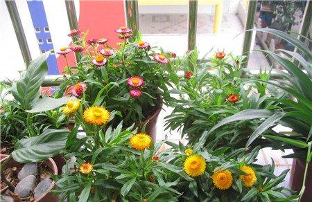 伞花麦秆菊 伞花麦秆菊