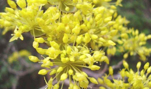 山茱萸开不开花