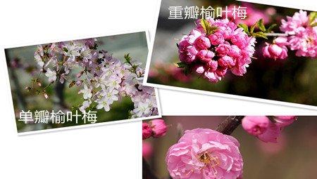 榆叶梅 榆叶梅