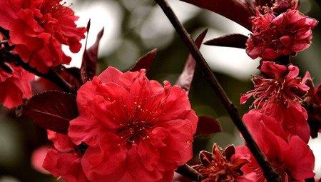 榆叶梅和碧桃的花朵不同 榆叶梅和碧桃的花朵不同