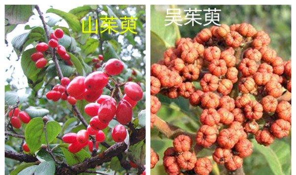 山茱萸和吴茱萸的区别