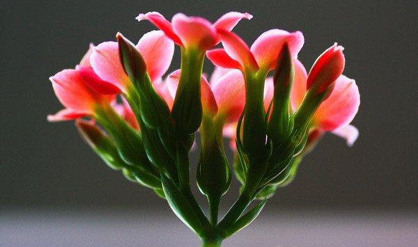 惊！家庭养花学问这么大！学学吧！