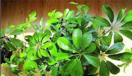 走廊、楼梯适宜布置什么绿色植物 走廊、楼梯适宜布置什么绿色植物