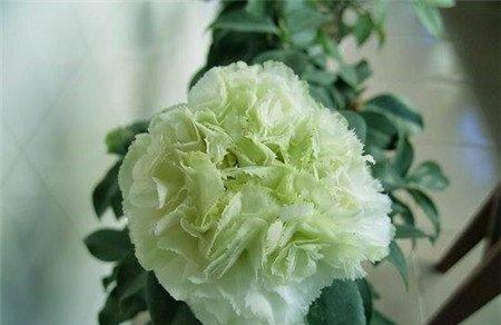 怎么根据季节来选择绿色植物