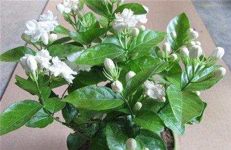 怎么注意绿色植物的颜色