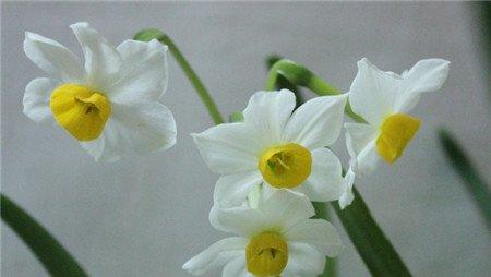 卧室适宜布置什么绿色植物