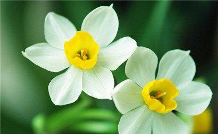 怎么根据季节来选择绿色植物