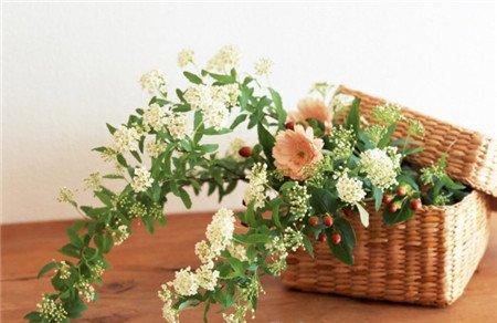 怎么注意绿色植物的颜色