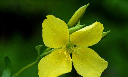 家庭养花需要注意什么